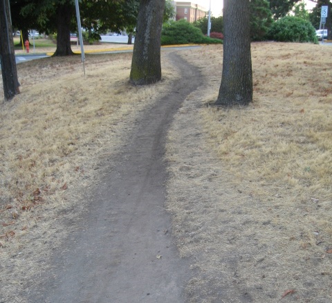 a dirt path worn through grass